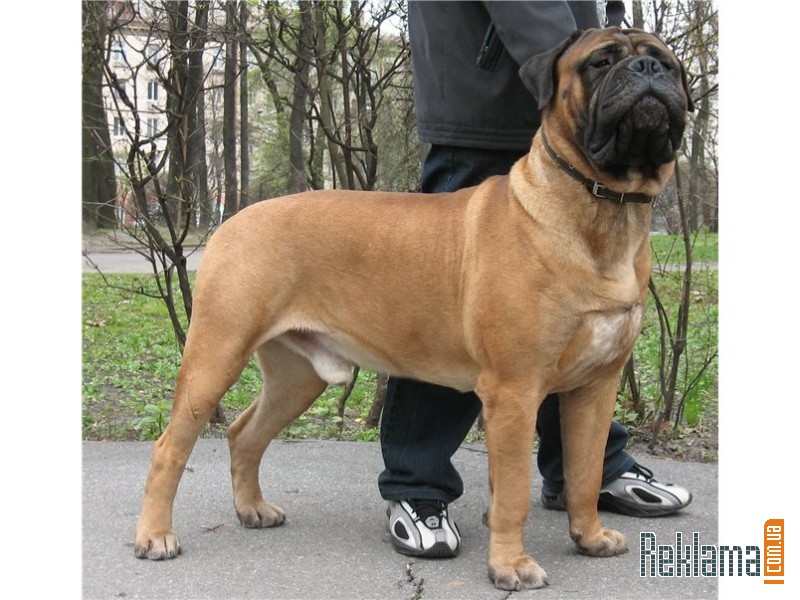 Бульмастив
