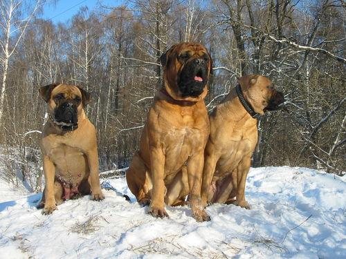 Бульмастив