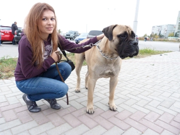 Бульмастив