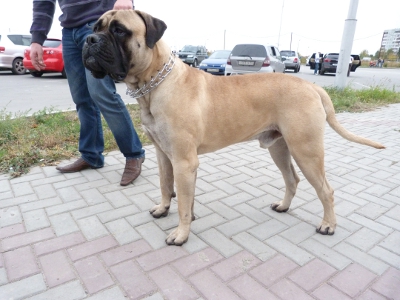 Рамзес
